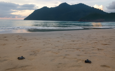 Pelepasan Tukik di Pantai Babah Dua Lampuuk, Sebagai bentuk Kepedulian dan Pelestarian Ekosistem Laut.