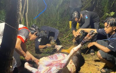 Merawat Tradisi di Tengah Masa Pemulihan, Tim “Mahasiswa Berdampak” UTU Berbaur Sukseskan Tradisi Meugang Kampung Durian